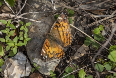 Painted Lady Butterfly Feb 28, 2020